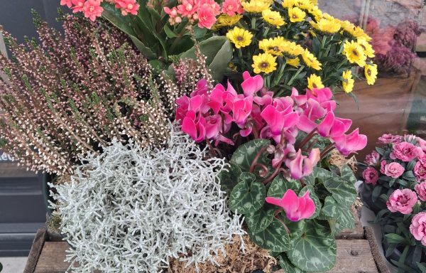 Coupe de plante du fleuriste